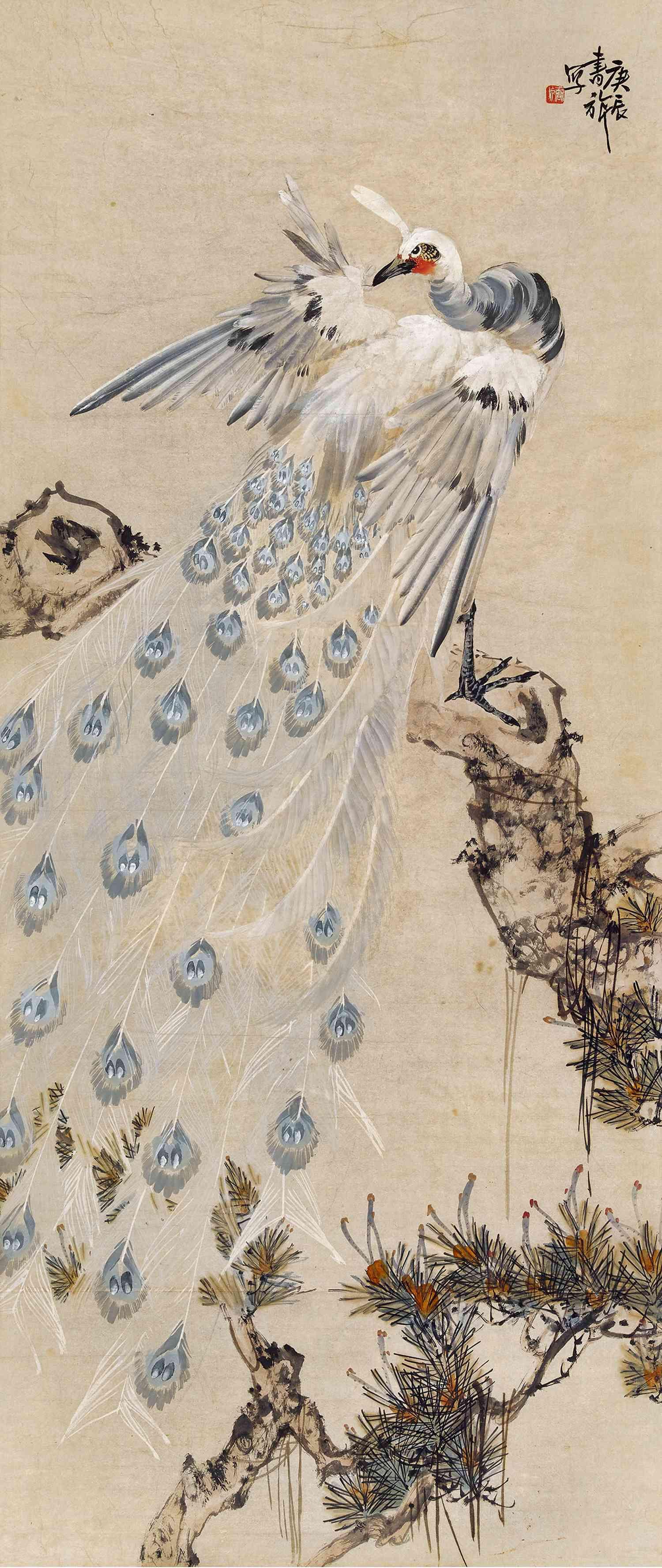 张书旗(1900-1957)白孔雀